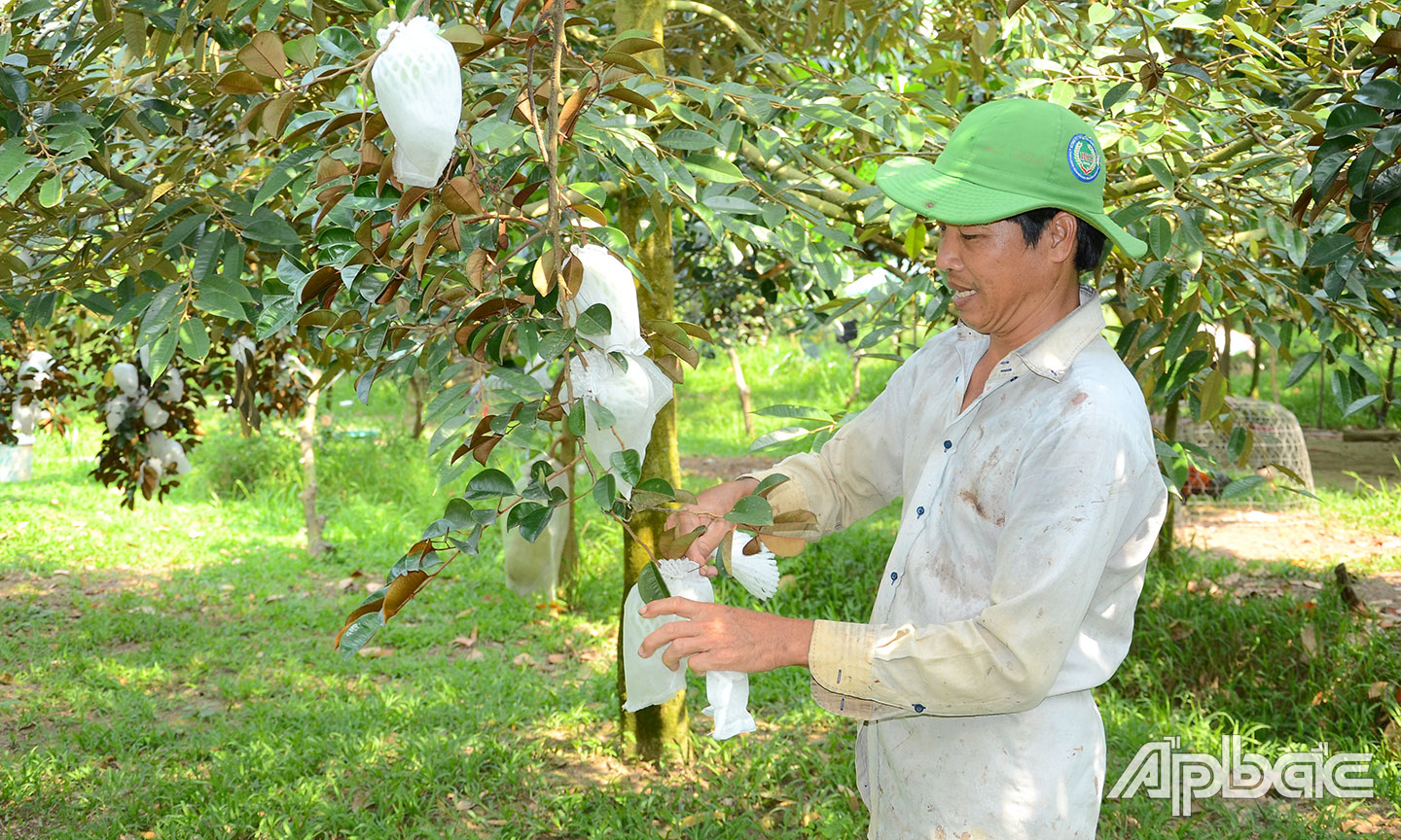 Hiệu quả từ sản xuất vú sữa VietGAP