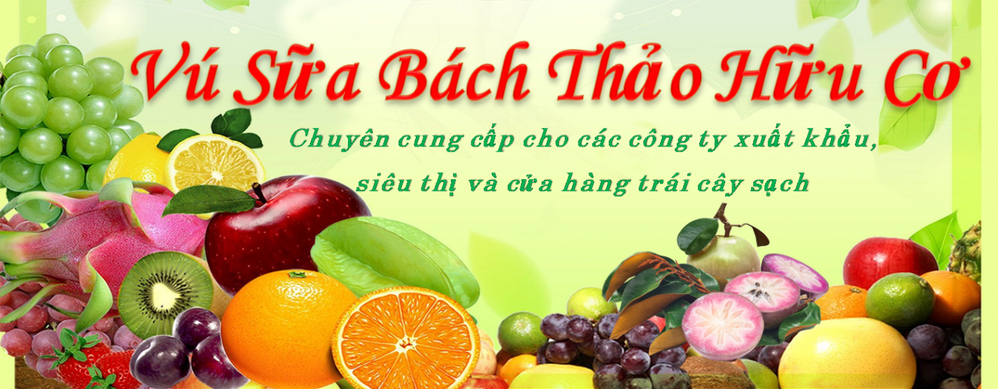 Vú sữa tím Bách Thảo