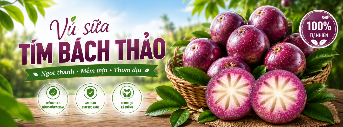 Vú sữa tím Bách Thảo