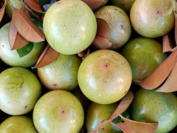 Vú sữa Bơ Hồng