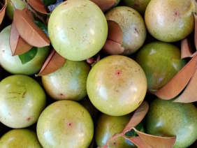 Vú sữa Bơ Hồng